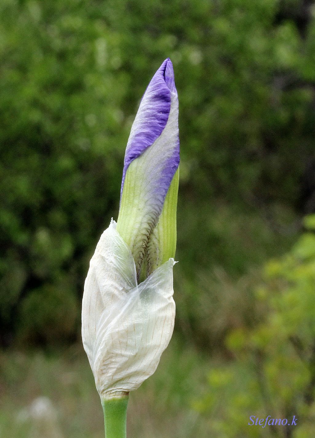 Ancora da sbocciare!!! Iris sp.
